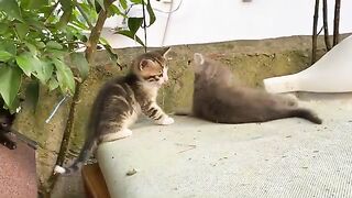 Funny Kittens playing. These Kittens are so beautiful.