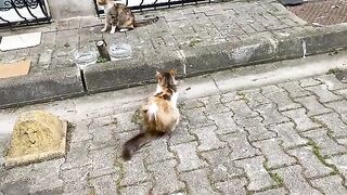 Beautiful and cute cats living on the street. I gave them food.