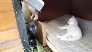 Incredibly beautiful Kittens living on the street. Kittens make funny moves.