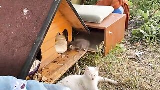 Incredibly beautiful Kittens and Mother Cat living on the street.