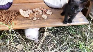 Incredibly beautiful little Kittens living on the street. White Kitten is very cute.