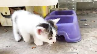 These Kittens living on the street are so beautiful that you will fall in love with them.