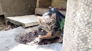 Cute Kittens living on the street. These Cats are so beautiful.