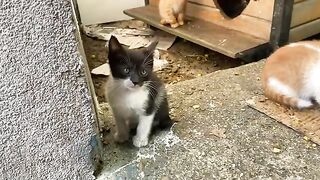 Cute Kittens living on the street. These Kittens are incredibly beautiful.