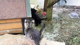 Incredibly beautiful little Kittens. These Kittens love to play.