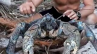 giant-crabs-rule-this-island