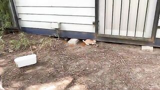 Poor Hungry Kittens and Mother Cat living on the street. Kittens are so beautiful.