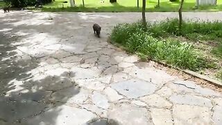 Hundreds of beautiful cats live in this park in Istanbul.