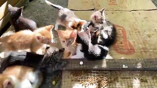 Incredibly beautiful Kittens living on the street. These Kittens love to play.