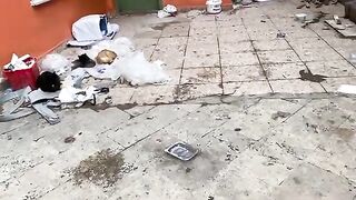 Mother Cat and Kittens living on the street. Kittens are incredibly beautiful.