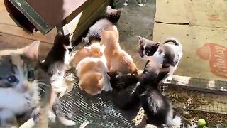 Incredibly beautiful little kittens. Mother Cat gave birth to 11 kittens