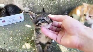 Incredibly beautiful little Kittens living on the street.