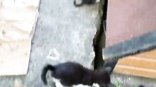 Cute Kittens living on the street. 11 Kittens together.