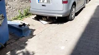 Poor Hungry Mother Cat and Her Kitten living on the street. I gave them food.