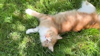 Cute beautiful Cats living in the park. These Cats are very happy.