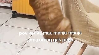 Kucing gak peka