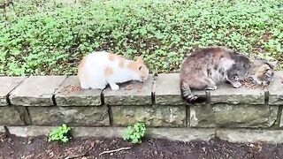 Incredibly beautiful little Kittens living in the park. I gave them food.