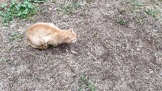 Hungry Cats living on the street. These Cats are so beautiful.