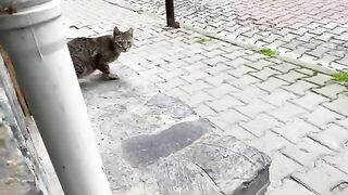 Poor Kitten who lives on the street and is very hungry. I gave him food.