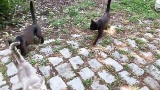 Poor Hungry Cats living in the park. These Cats are so beautiful, I gave them food