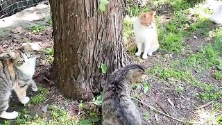 Cute Cats and Kittens who love to play. These Cats are so funny