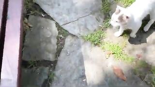 Cute Hungry poor Cats living on the street. I gave them food.