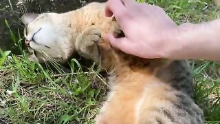 This cat living on the street loves to be petted. This Cat meows saying love me