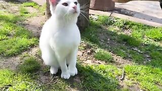 Cute white Cat living on the street. This cat is so beautiful