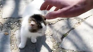 Incredibly beautiful-eyed Kitten living in the park. I gave him food