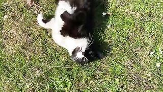 Beautiful Cat saying "Love me" by meowing. I gave him treats