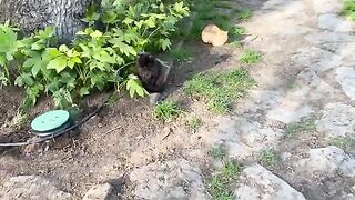 Incredibly Beautiful fluffy Cats living in the park. I gave them food