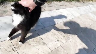 Hungry Cat living on the street meows and asks for food from me