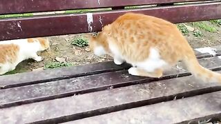 Beautiful Kittens and Cats living in the park. I gave them food