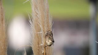 Beautiful Sparrow on plant