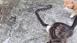 Snake vs cats