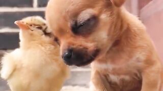 A chick supporting a puppy who has fallen asleep