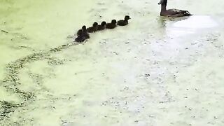 Mother duck is messing with the minds of her ducklings