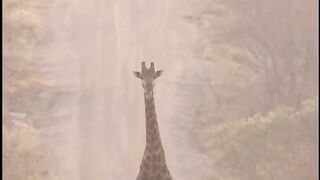 Beautiful giraffe walking like model