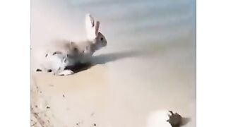 ^_^ Rabit swiming