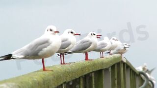 Seagulls | Fascinating Facts and Behaviors Explained