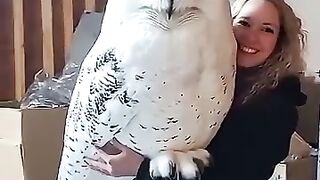 Big owl