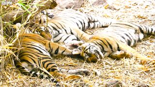 Tiger Cub Meets Her Father for the First Time