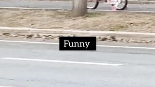 Funny dog