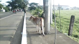 Male Calf Along The Highway