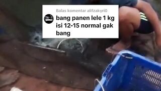 Panen lele 1kg isi 12-15 ekor NORMAL atau TIDAK❓Bagaimana menurut kalian