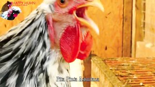 Big roosters crowing compilation with 15 different breeds