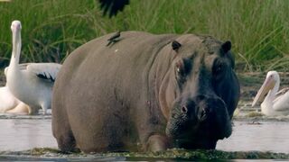 200 Hippos Cause Mayhem in Crowded Pool