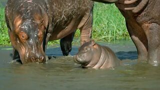 Mother Hippo Fights to Protect Her Calf