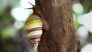 Relax with Snails, Frogs and Animal Families