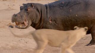 Hippo vs Lion Clan | Natural World